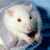 Pro-Tierversuche Coverstory: Offener Brief des VGT an die Chefredaktion des Profil
