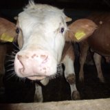 Verhungerte Kälber in der Südsteiermark!