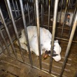 Tiertransporter gestoppt: VGT zeigt, wo die Tiere enden