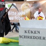 Aktion zu Ostereier-Opfern: „Eintageskücken“