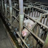 Tierschutz Vorarlberg: ab Mittwoch neuer Landesrat zuständig