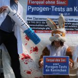 Kaninchen-Leid für Pyrogentests