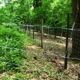 Auflösung Gatterjagdbetrieb im Wiener Lainzer Tiergarten: Natur atmet auf