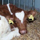 VGT beweist Langstreckentransporte von Vorarlberger Kälbern