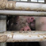 Immer mehr schreckliche Unfälle mit Tiertransportern