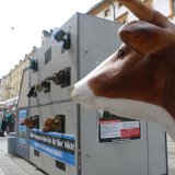 Weltmilchtag: Wer zahlt den wahren Preis der Milch?