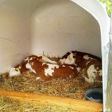 Badner Innenstadt gehört der Milchindustrie