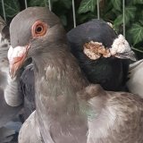 Tierhandel mitten in Wien