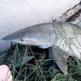 Plastik-Verschmutzung der Meere: Wie können wir Meerestiere schützen?
