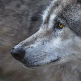 Morgen Gesetz zum Abschuss von Wölfen im NÖ Landtag: VGT-Demo