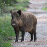 Erneute Belege: Massentierhaltung im Jagdgatter Mayr-Melnhof zerstört Natur