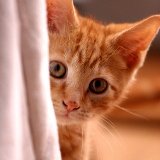 Hunde und Katzenverkauf in Tierhandlungen: VGT fordert wirklichen Tierschutz statt Mogelpackung
