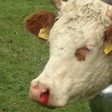 Schläge beim Almabtrieb – Tradition und Tierleid