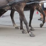 Verletzungsgefahr - Fiakerpferde rutschen auf Asphalt