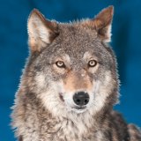 Schluss mit der Hetze gegen den Wolf!