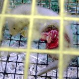 Nerze aus litauischen Horror-Pelzfarmen werden auch nach Österreich verkauft