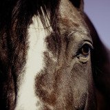 Berittene Polizei: Undurchdachtes Prestige-Projekt auf Kosten der Tiere