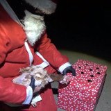 Weihnachtliche Tierrettung
