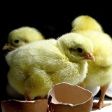 Vegane Ei-Alternativen
