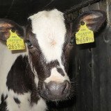 Einladung: Letzter Stopp der Kälbertransport-Aktionstour in Wiener Neustadt