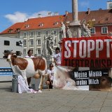 Einladung: Großdemo gegen Kälbertransporte