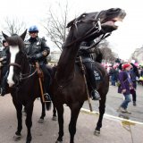 Journalistin von Polizeipferd in Schweden niedergetrampelt
