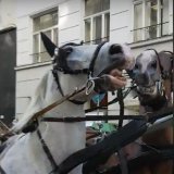 VGT begrüßt Vorstoß zu Fiaker-Verbot im ersten Bezirk