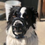 Tierschutz-Erfolg für Hunde – Vernunft gewinnt