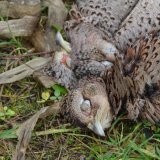 Blutiges Gemetzel in der Südsteiermark