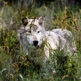 Einladung zur Pro-Wolfsausstellung des VGT morgen Mittwoch auf der Wiener Mariahilferstraße