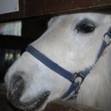 Tierschutz-Erfolg für den VGT Tirol