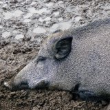 Einladung: Morgen in Salzburg VGT-Aktion zur Waldverwüstung im Mayr-Melnhof Gatter