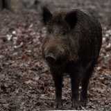 Terminverschiebung für heutige VGT-Aktion in Salzburg zur Waldverwüstung im Gatter