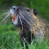 Katastrophale Änderung des Tierschutzgesetzes