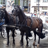 Mageres Fiakerpferd am Stephansplatz