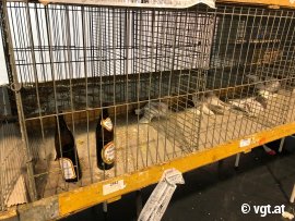 Kleintiermarkt 5
