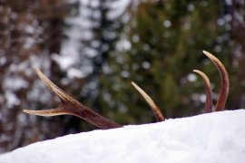 Hirschgeweih im Schnee