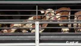 Tiertransporter mit Kälbern