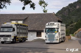 Tiertransporter in Bozen