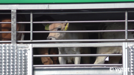 Kälber im Tiertransporter
