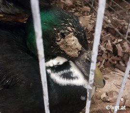 verschmutzte Augen