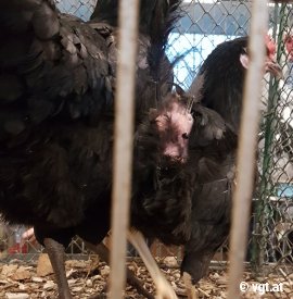 gerupftes Huhn