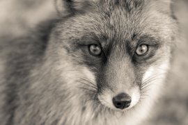 Fuchs