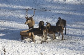 Winterfütterung