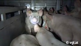 Schweine im inneren eines Transporters