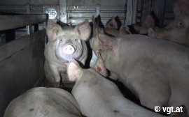 Schwein 