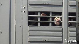 Kalb auf einem Transporter
