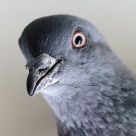Taubenkopf aus der Nähe