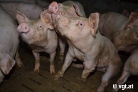Tag des Schweins