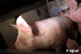 Tiertransport-Aktion 4